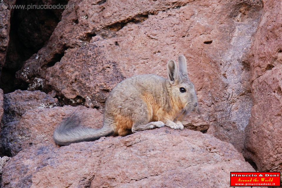 BOLIVIA 2 - Vizcacha de Montana - 4.jpg